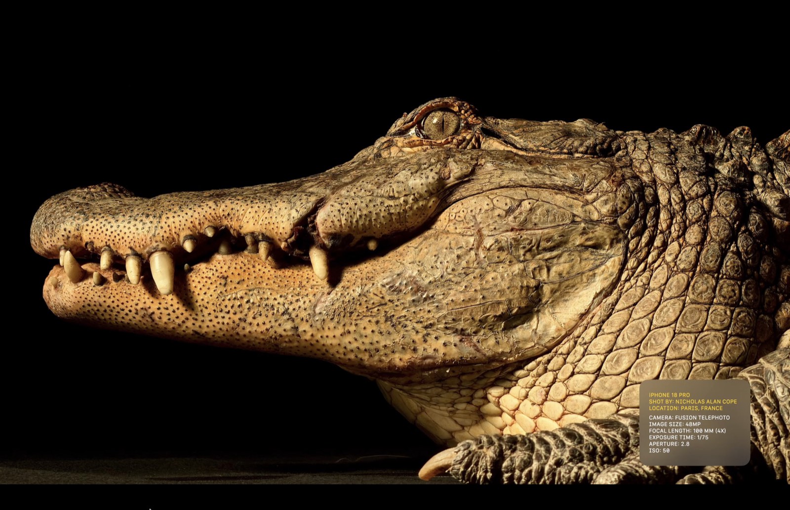 Close-up of crocodile texture
